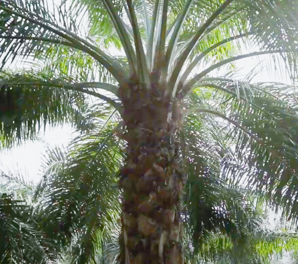 The self-sustainable palm oil plant video